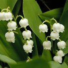 Lily of Valley