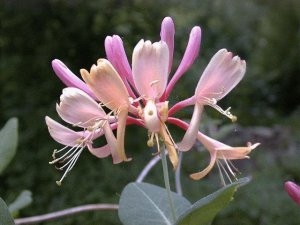 Honeysuckle