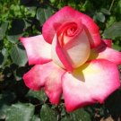 Vanilla Rose