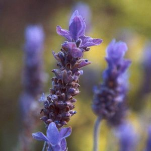 Lavender