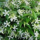 Jasmine