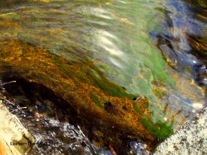 river water