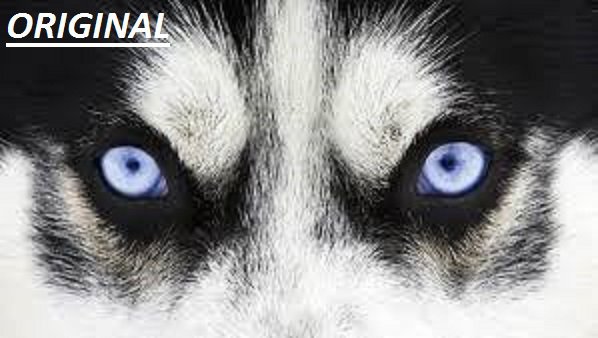 WOLF EYES... ~Counted~ Cross Stitch Pattern ETP