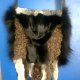 Fur items
