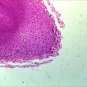 10 PCS Professionally Prepared Slides - Botany Set