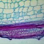 10 PCS Professionally Prepared Slides - Botany Set