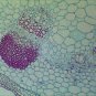 10 PCS Professionally Prepared Slides - Botany Set