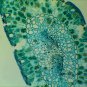 10 PCS Professionally Prepared Slides - Botany Set