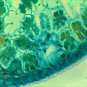 10 PCS Professionally Prepared Slides - Botany Set