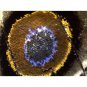 Ample Scientific SM-Plus-24 Dual Magnification Binocular Stereo Microscope
