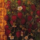 Wild strawberry seeds Fragaria "Rugen", 300 hundred seeds