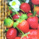 Wild strawberry seeds Fragaria vesca L. "Regina", 300 hundred seeds