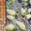 Wild strawberry seeds Fragaria vesca L. "Yellow cream", 300 hundred seeds