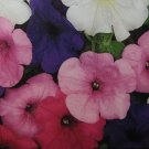 Petunia pendula ,~100 seeds