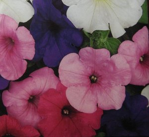 Petunia pendula ,~100 seeds