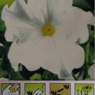 Petunia grandiflora ( white) ,~100 seeds