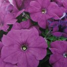 Petunia grandiflora (ultra violet),~100 seeds