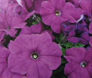 Petunia grandiflora (ultra violet),~100 seeds