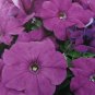 Petunia grandiflora (ultra violet),~100 seeds