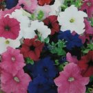 Petunia grandiflora (different colors),~100 seeds