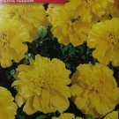 "Petite Yellow" (Tagetes patula nana),~100 seeds