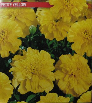 "Petite Yellow" (Tagetes patula nana),~100 seeds
