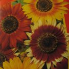 "Sunflower" (Helianthus annus),50 seeds