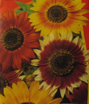 "Sunflower" (Helianthus annus),50 seeds