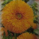 "Sunflower" (Helianthus annus),50 seeds