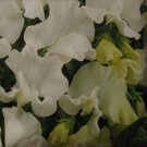 Cuthberston daisy (Lathyrus odoratus), 20 seeds