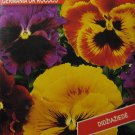 Germania or Rococo (Viola x wittrockiana), 50 seeds