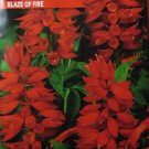 Blaze of fire (Salvia splendens)  50 seeds