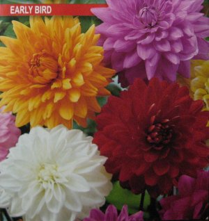 Early Bird (Dahlia variabilis)  50 seeds