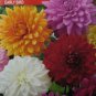 Early Bird (Dahlia variabilis)  50 seeds