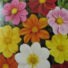 Dahlia variabilis  50 seeds
