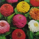 Zinnia elegans jacq  50 seeds