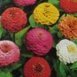Zinnia elegans jacq  50 seeds