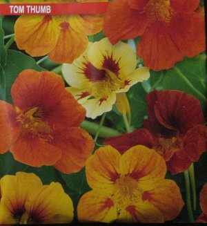 TOM THUMB (Tropaelum majus)  12  seeds