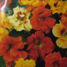 Tropaeolum majus L. 12  seeds
