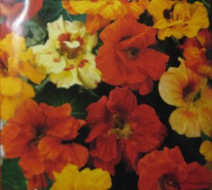 Tropaeolum majus L. 12  seeds