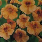 Tropaeolum nanum 5  seeds