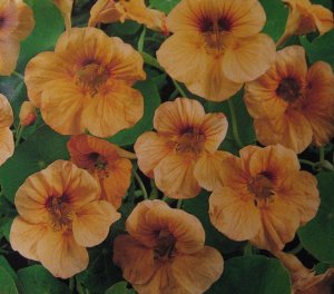 Tropaeolum nanum 5  seeds