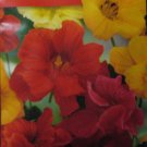 Tropaelum majus  12 seeds