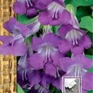 Asarina ~50 seeds