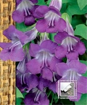 Asarina ~50 seeds
