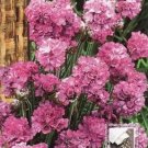 Armeria, 80 seeds