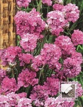 Armeria, 80 seeds