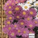 Aster alpinus ~ 70 seeds