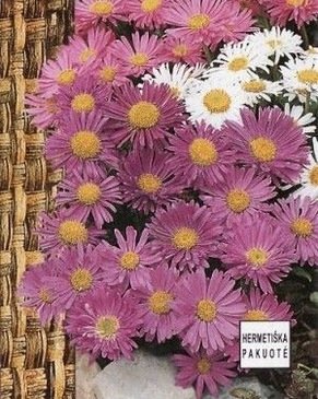 Aster alpinus ~ 70 seeds