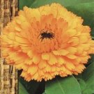 Calendula officinalis "Orange Gitana" ~ 150 seeds
